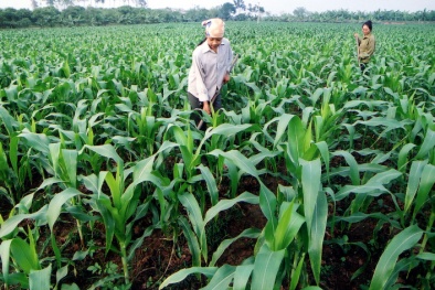  Nông nghiệp Việt sẽ chịu tác động lớn từ biến đổi khí hậu